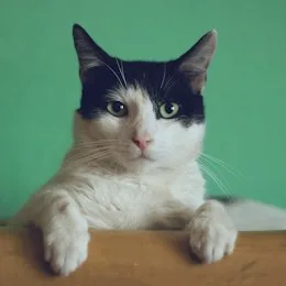 Gatos