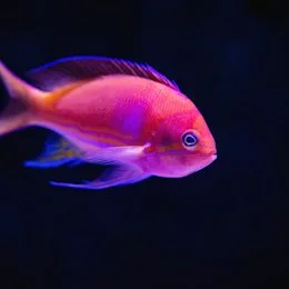 Peixes