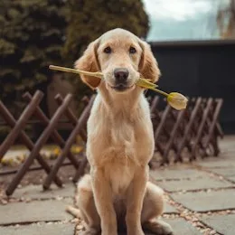Cães