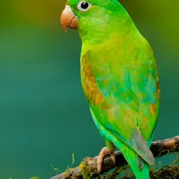 Aves